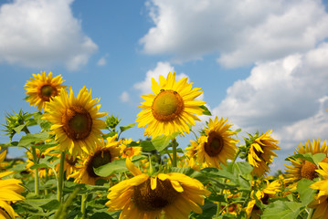 Obraz premium Yellow sunflowers in the field and sky with clouds