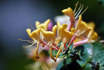 Honeysuckle Flower, Honeysuckle Honeysuckle, Goat Honeysuckle, Fragrant Honeysuckle