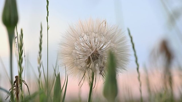 Tragopogon, goatsbeard or salsify flower