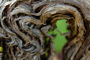 viña des pou de Sa Carrera, Celler Mesquida-Mora, Porreres, Mallorca, balearic islands, Spain