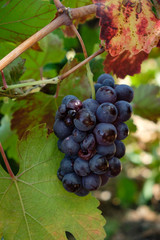 uva Callet, viña des pou de Sa Carrera, Celler Mesquida-Mora, Porreres, Mallorca, balearic islands, Spain