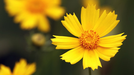 Flowers Kareopsis perennial