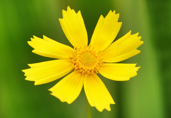 Flowers Kareopsis perennial