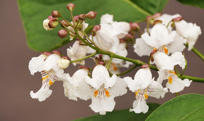 Catalpa bigonya flowers