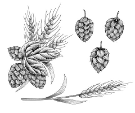 Engraving style hops and wheat