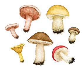Set of watercolour different edible mushrooms. Porcini/Brown cap boletus, Russula/Lactarius, Chanterelle, Cep. Hand drawn elements isolated on white background for autumn design, menu, recipe, label.
