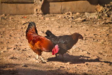 Gallo y Gallina
