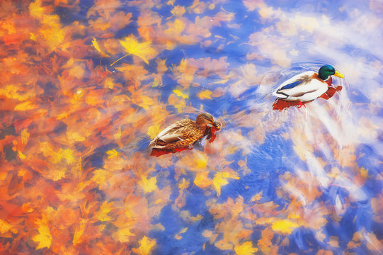 Two mallard ducks on a water in dark pond with floating autumn or fall leaves, top view. Beautiful fall nature background. Autumn october season animal landscape. Vibrant red orange nature colors