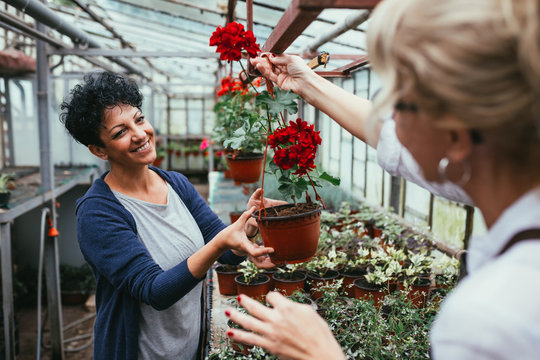 Women Working In Greenhouse Flower Nursery