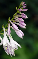 Flowers Blooming Blue Creeping Bell or Rampon Bell