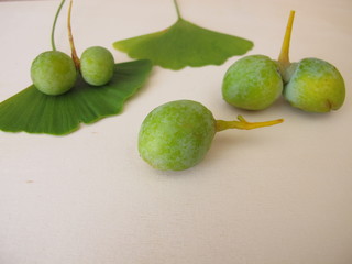 Ginkgo seeds with seed shell, Ginkgo biloba