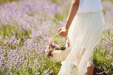 Close up view of woman in beautiful white dress that using basket to collect lavender in the field