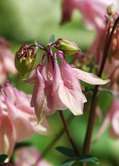 Pink Columbine Flower