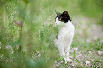 芝生の上の白黒猫の横向き