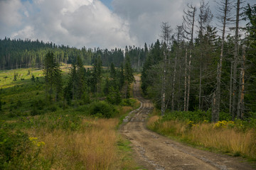 Empty road into wilderness, nature landscape, meadow and forest