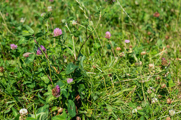 Präsentation von Futterpflanzen auf dem Versuchsgut Lindhof der Uni-Kiel,  die dem Klimawandel gewachsen sind