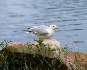 Seagull Stock Photo. Close-up profile perched on a rock by the water exposing white feathers plumage, fluffy wings, head, beak, eye, feet, with a water background in its environment and habitat.