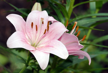 Lily flower