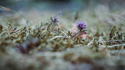 littel flower in the grass