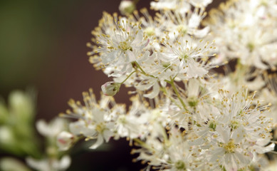 Flowers Lobaznik ordinary