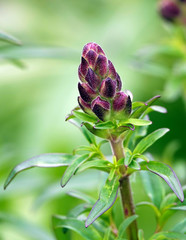 Snapdragon Flowers - Antirrhinum majus