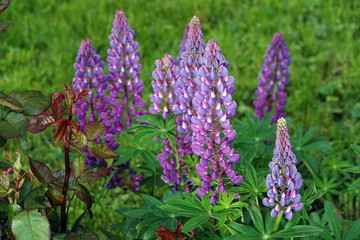 Lupine Flower
