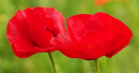 Poppy flower with red petals