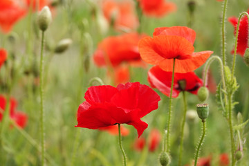 Fototapeta premium Poppy flower with red petals