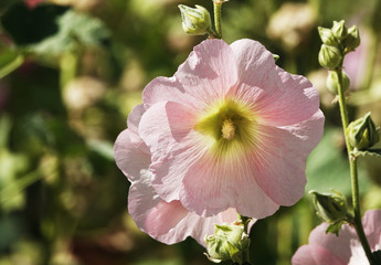 Mallow flower