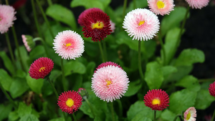 Daisies flowers of different colors