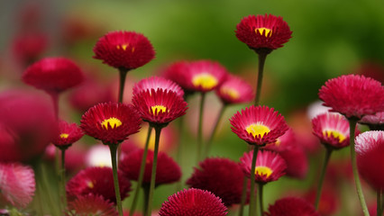 Obraz premium Daisies flowers of different colors