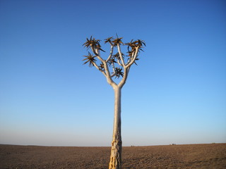 strange tree in Africa