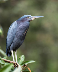 Little Blue Heron bird Stock Photos.  Close-up profile view perched displaying blue feather plumage, body, head, beak, eye, feet with a blur background in its environment and surrounding.