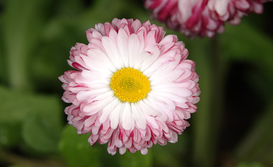 Fototapeta premium Daisies flowers of different colors