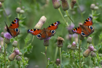 Common Peacock butterflies settled on thistles in a meadow in the summer