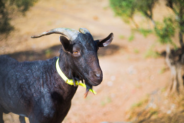 Una cabra negra