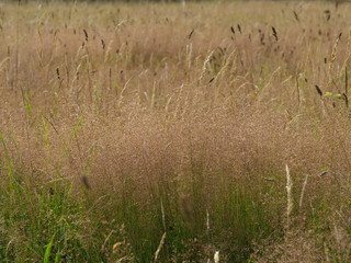 Obraz na płótnie Canvas wild grasses in meadow