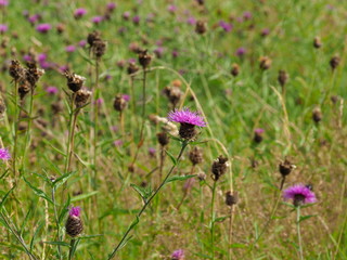 purple thistles in rural meadow