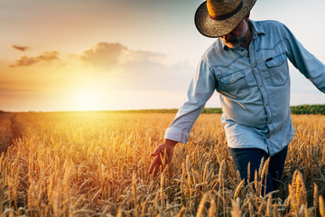 farmer walking through wheat field, sunset scene - obrazy, fototapety, plakaty