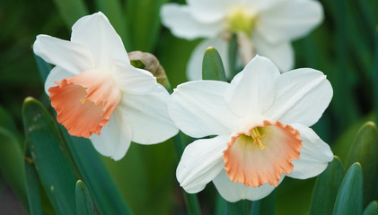 Narcissus in the Kiev park