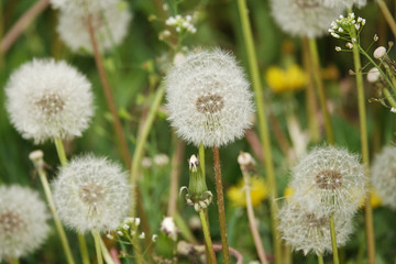 Flowers dandelions with seeds