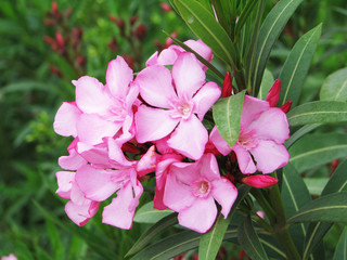 Obraz premium Nature of turkey