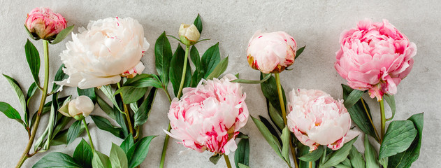 Beautiful pink peony flowers on gray stone table with copy space for your text. Flat style, top view