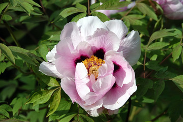 Peony flower in Kiev park