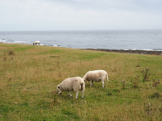 Fototapeta premium sheep grazing on the coast of Northumberland