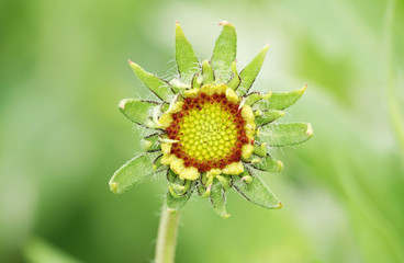 Flowers Sunflower - Helianthus annuus