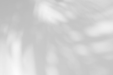 Obraz premium shadow of palm leaves on white wall background