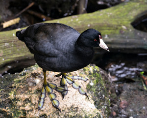 Black Scoter or American Scoter Stock Photos.  Close up by the water, standing on a moss rock displaying head, eye, beak, feet and black feather plumage in its environment and habitat.