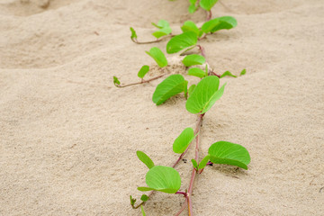 green leaf of Beach morning glory ( Ipomoea pes-caprae ) on the beach