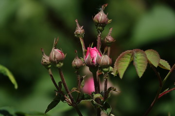 Fototapeta na wymiar Insect pest rose